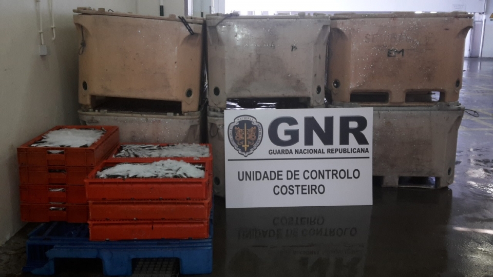 Gnr Apreendeu Quilos De Sardinha Na Lota De Sines Por Excesso De