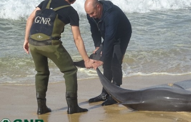 GNR devolveu golfinho ao mar numa praia de Grândola