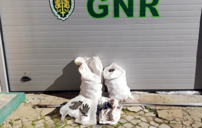 GNR deteve dois homens em Sines por furto de pinhas