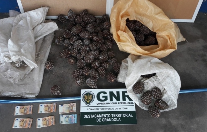 GNR deteve três homens em Grândola por furto de pinhas