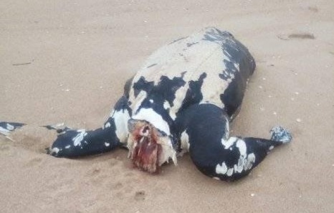 Tartaruga apareceu morta na praia da Lagoa de Santo André