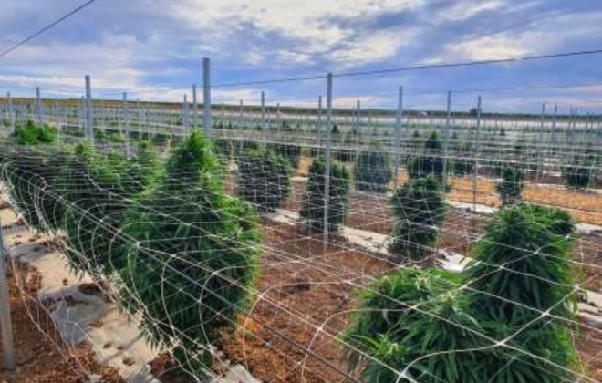 Concelho de Aljustrel tem a maior plantação de canábis para fins medicinais da Europa