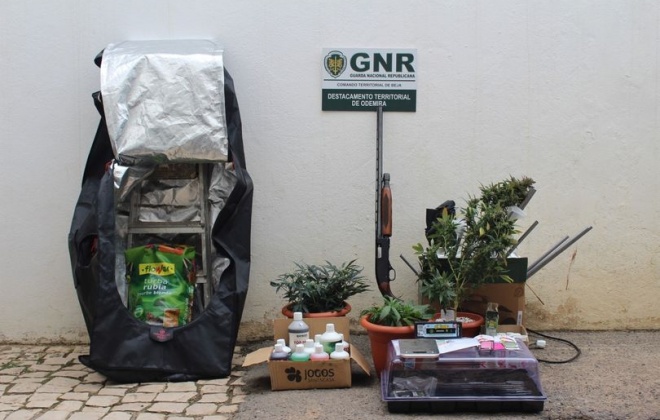 GNR deteve um homem em Odemira por cultivo de canábis