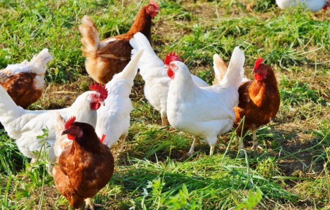 Confirmado foco de gripe das aves em Santiago do Cacém