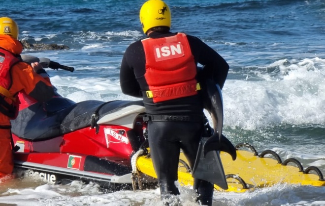 Resgatado golfinho na praia de Brejo do Largo em Odemira