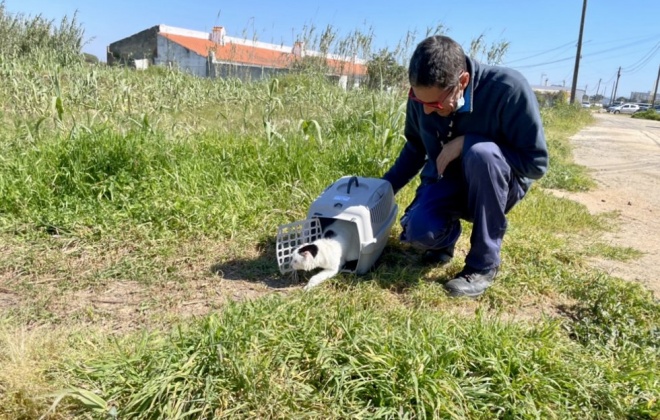 Município de Sines interveio em 12 colónias de gatos em 2021