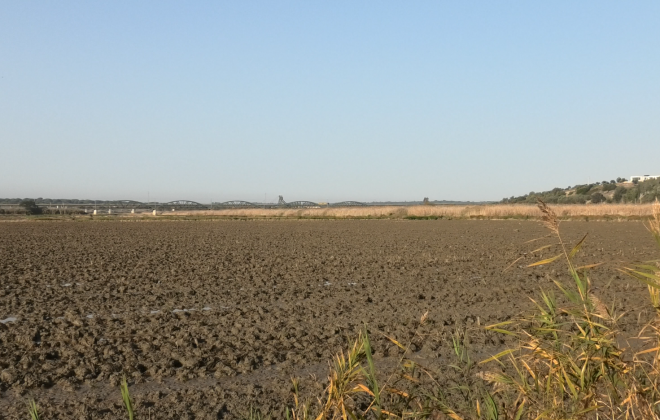 Presidente da CIMAL manifestou-se preocupado com os efeitos da seca na agricultura