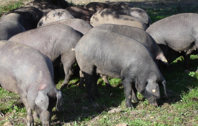 Ano "péssimo" para a produção de porco alentejano devido à seca, lamentam criadores