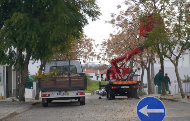 Município de Montemor-o-Novo realiza intervenção no arvoredo urbano