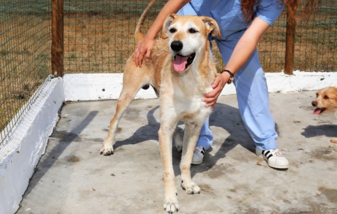 Câmara de Grândola constrói Centro de Recolha Oficial de Animais de Companhia