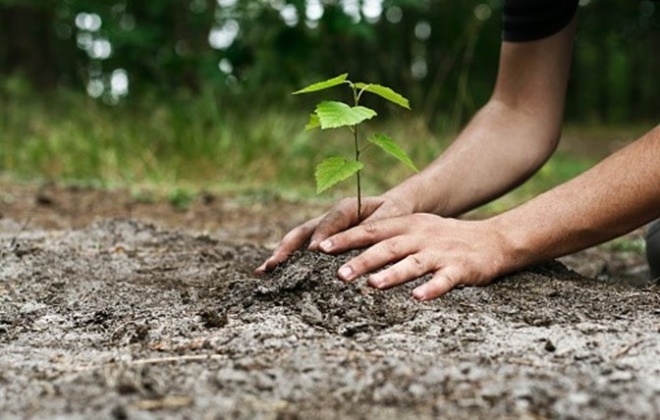 Município de Odemira oferece plantas e árvores à população e escolas