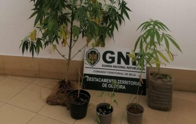 GNR deteve um homem em Odemira por cultivo de estupefacientes