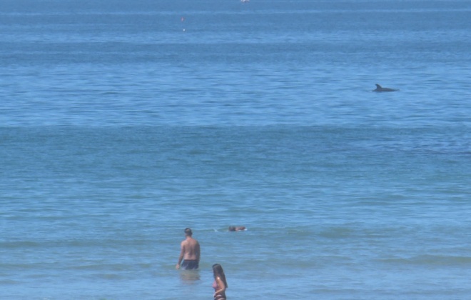 Golfinhos avistados na praia de São Torpes, em Sines