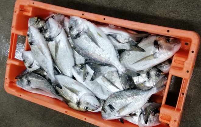 Polícia Marítima apreende 30 kg de pescado no porto de recreio de Sines