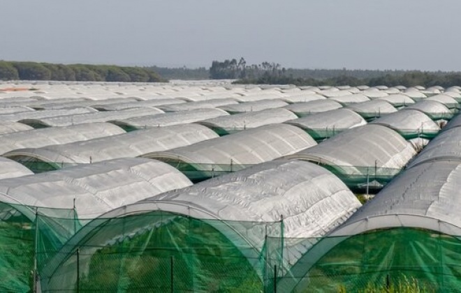 Governo suspende instalação de novas estufas no Sudoeste Alentejano