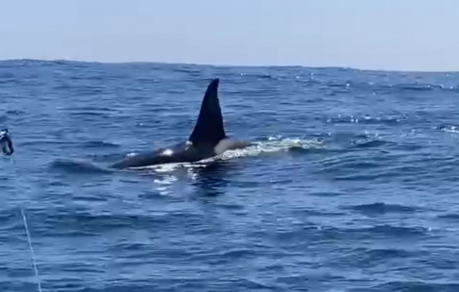 Orca adulta foi avistada ao largo de Vila Nova de Milfontes por pescadores