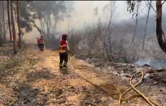 Arderam entre 200 a 300 hectares de área de medronho em Odemira