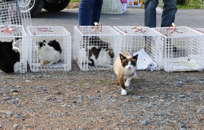 Gabinete de Veterinária de Grândola leva a cabo megaoperação CED – Captura, Esterilização, Devolução