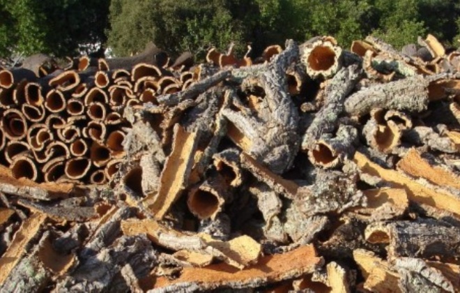 Roubo de cortiça no Alentejo Litoral deixa os proprietários desesperados