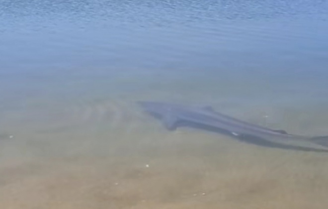 Foi hoje devolvido ao mar o tubarão que estava retido na Lagoa de Santo André em Santiago do Cacém