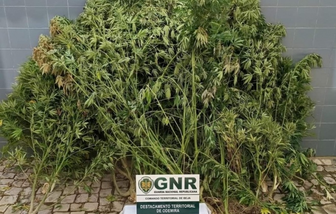 GNR deteve um homem em Sabóia por cultivo de canábis