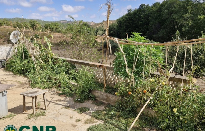 GNR deteve um homem de 57 anos em Sabóia por cultivo de canábis