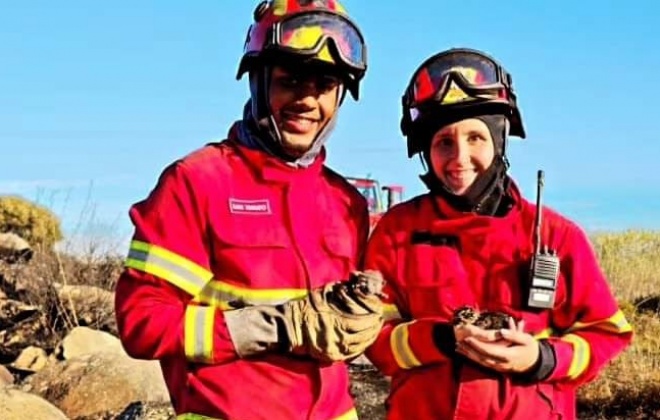 Bombeiros salvaram dois gatos no incêndio em Sines