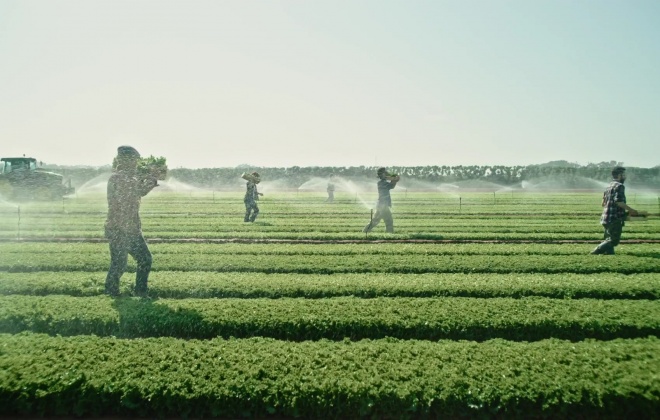 Empresas agrícolas do sudoeste alentejano consideram imigrantes fundamentais para o sucesso da atividade