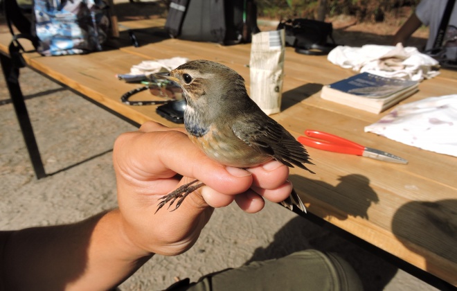 Arrancou mais uma Campanha Internacional de Anilhagem de Aves na Reserva Natural da Lagoa de Santo André e da Sancha