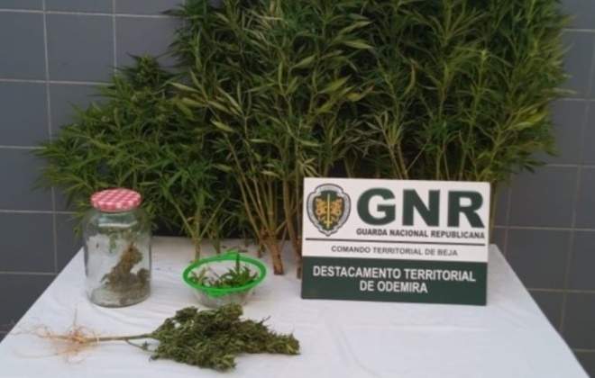Homem detido em Odemira por cultivo e tráfico de droga