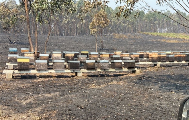 Lusomorango associa-se à FNAP no apoio aos apicultores afetados pelos incêndios