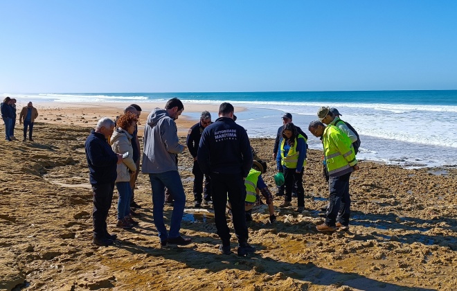 Fósseis de baleias descobertos em praia do concelho de Grândola