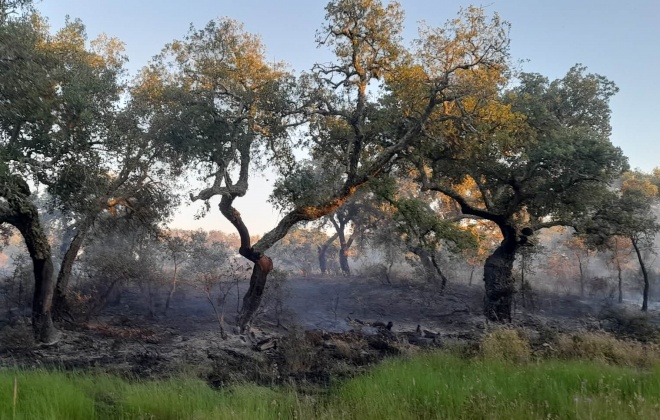 56 operacionais combateram incêndio em Vale de Santiago no concelho de Odemira