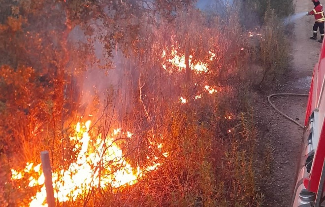 Incêndio consumiu área de povoamento florestal em Odivelas no concelho de Ferreira do Alentejo