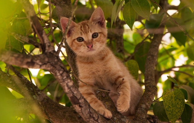 Câmara de Alcácer do Sal reforça investimento no controlo da população de gatos