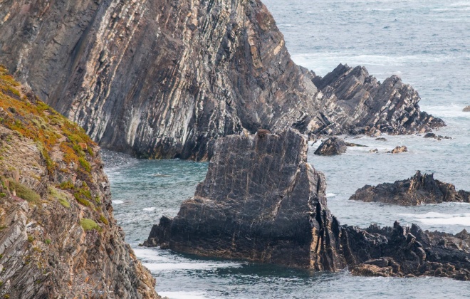 Apreensão de 50 quilos de percebes em apanha ilícita no Cabo Sardão